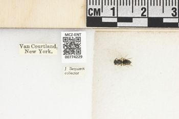 Media type: image;   Entomology 774229 Aspect: Labels